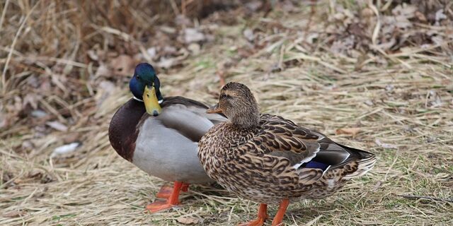 Krydsord i fællesskab: Sjove måder at løse krydsord sammen