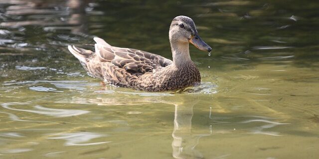 Krydsord ordbogen: Din hemmelige våben til svære felter