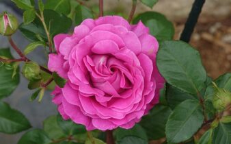 Oplev parma: Byen hvor mad og musik mødes