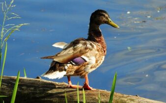 Ordleg og association: Kreative veje til at løse kryptiske krydsord
