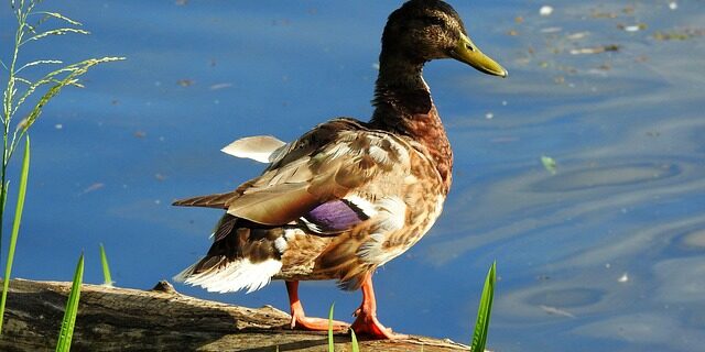 Ordleg og association: Kreative veje til at løse kryptiske krydsord