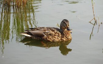 Skærp din krydsordshjerne: Metoder til hurtigere løsninger