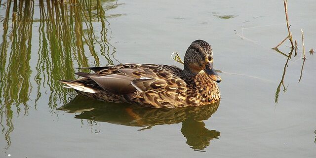 Skærp din krydsordshjerne: Metoder til hurtigere løsninger
