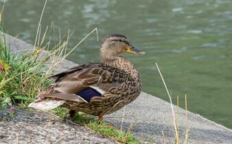 Sådan gætter du ukendte ord i krydsord
