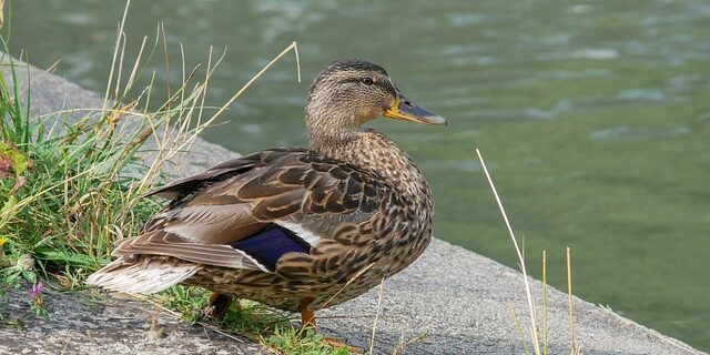 Sådan gætter du ukendte ord i krydsord