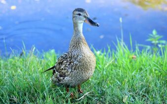 Brug ordbøger og apps: Digital hjælp til krydsordsløsning