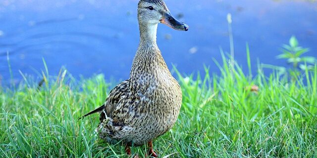 Brug ordbøger og apps: Digital hjælp til krydsordsløsning