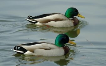 Hjælpemidler til krydsord: Hvad er tilladt – og hvad er snyd?