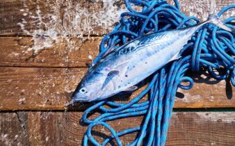 Kosttilskud eller naturlige kilder: Hvad siger forskningen om omega-3?