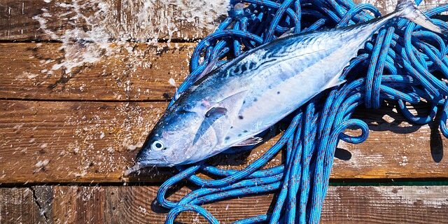 Kosttilskud eller naturlige kilder: Hvad siger forskningen om omega-3?