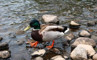 Krydsord for begyndere: Din guide til at komme godt i gang