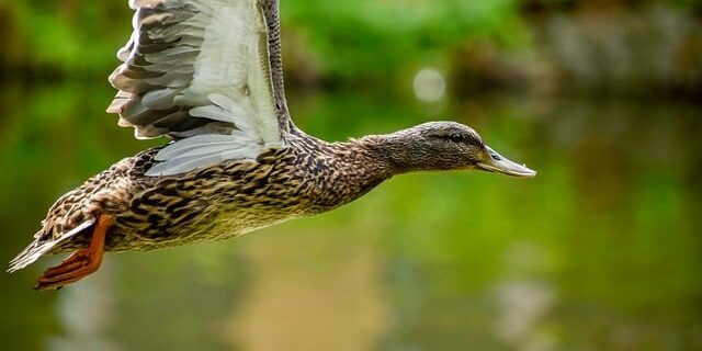 Sådan knækker du krydsordskoden: Tips til begyndere