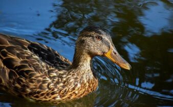 Gå i dybden: Avancerede teknikker til passionerede krydsordsløsere