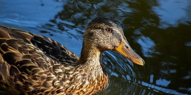 Gå i dybden: Avancerede teknikker til passionerede krydsordsløsere