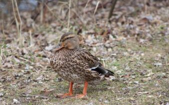 De 7 hemmelige teknikker professionelle krydsordsløsere bruger