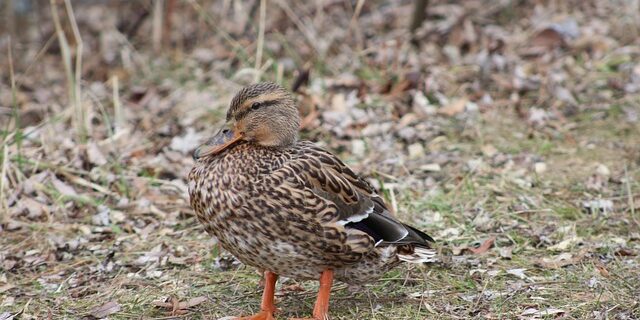 De 7 hemmelige teknikker professionelle krydsordsløsere bruger